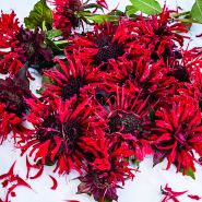 Panorama Red Bee Balm blooms arranged on a white background.