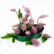 Matilda flowers arrangedin a green floral dish on a white background.