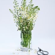 A side view angle of a White Bride Mullein flower arrangement in a glass vase.