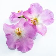 Close-up macro of Antique Rose Mullein blooms on bright white background.
