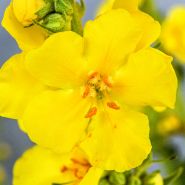 Close-up macro veiw of single Common Mullein flower.