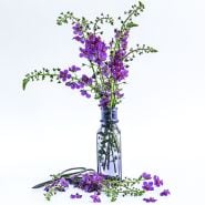 Violetta Mullein in a loose floral arrangement in a purple glass bottle with garden scissors on white.