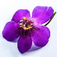 A close-up macro view of a single Violetta Mullein flower on white background.