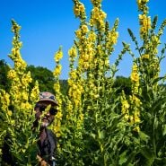 A Baker Creek employee peeks through blooming Common Mullein stalks in the garden to show size.