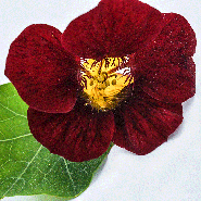 A close-up of a single dark red Black Velvet Nasturtium bloom. 