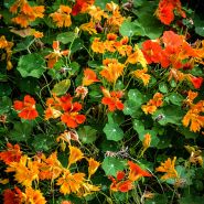 Phoenix Nasturtium flowers blooming in a greenhouse at Baker Creek.