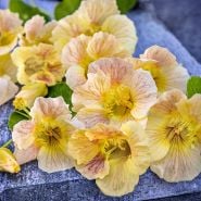 Tip Top Pink Blush Nasturiums with foliage arranged on grey stone.
