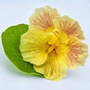 A macro view of a single Tip Top Pink Blush Nasturium flower with a leaf on a high key background.