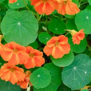 Alaska Mix Nasturtium 