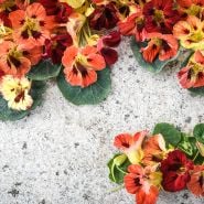 Bloody Mary Nasturtium
