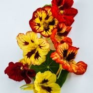 Bloody Mary Nasturtium