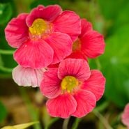Cherry Rose Jewel Nasturtium growing in garden.