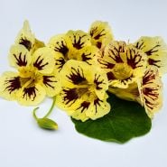 Group of Orchid Cream Nasturtium blooms.