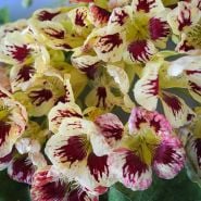 Orchid Cream Nasturtium