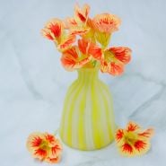 Orchid Cream Nasturtium in yellow vase with white background.