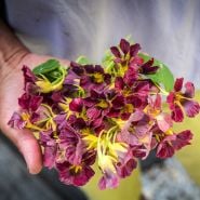 Purple Emperor Nasturtium being held.