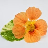 Tip Top Alaska Salmon Nasturtium on white background.
