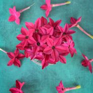 Arrangement of Crimson Bedder Nicotiana flowers on a teal background.