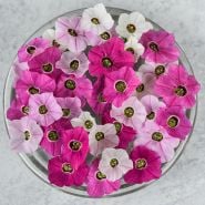 Close-up of Marshmallow Nicotiana flowers in varying shades of pink and white.