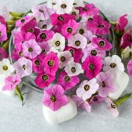 Marshmallow Nicotiana blooms with some marshmallows.