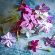 Close-up view of multi-colored Scentsation Mix Nicotiana blue background.