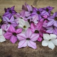 Close-up view of multi-colored Scentsation Mix Nicotiana blooms on wood.