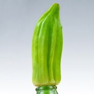 A single Eagle Pass Okra balanced on a bottle against a grey background.