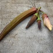 Burgundy Okra pods with flower bud.