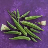 Clemson Spineless Okra with bloomed flowers on purple background.