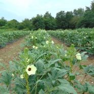 Heavy Hitter Okra growing in field, image courtesy Ron Cook.