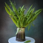 Heavy Hitter Okra pods in ombre container.