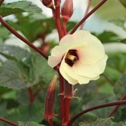 Jing Orange Okra stalk with pods and flower.