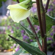 Nkruma Tenten Okra pods on the stalk.