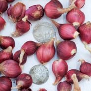Red Catawissa Walking Onion Bulbils with coins.