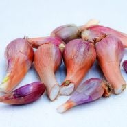 Red Catawissa Walking Onion Bulbs lined up on a light background.