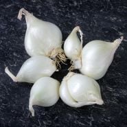 A close-up of Shirley Hammond Multiplier Onion Bulbs on a black slate background.
