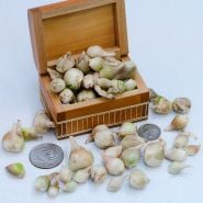 White Egyptian Walking Onion bulbils in a wooden box with coins to show size.