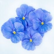 Four Celestial Blue Pansy flowers arranged on a white background.