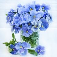 A floral arrangement of Celestial Blue Pansy flowers in a glass vase on a white background.