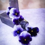 Super Beaconsfield Pansies spilling out of a turned over small jar.