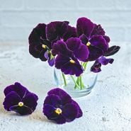 Berna Velvet Blue Pansy  in a small glass cup on a white background.            