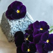 Berna Velvet Blue Pansy flowers on dyed rice.
