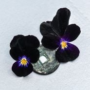 Close-up macro shot of a duo of Bowles Black Violas against a white background.