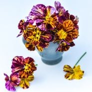 A close up picture of Brush Strokes Pansy; showing the intense purple streaks of color against the cream yellow viola petals. 