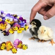 A bunch of Chicky Chicks Viola Pansy with two little chicks cuddling each other.             