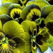 Detailed close-up of Envy Pansy blooms on a blue green background.