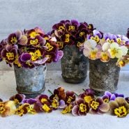 Three metal containers filled with Historic Florist Mix Pansy flowers.