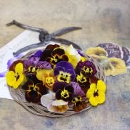 Historic Florist Mix Pansy blooms with old shears on wooden counter.