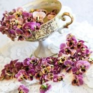 A bunch of Antique Laeta Violas with an antique tea cup set on a white background.                 