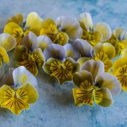 A bunch of Miniola Heart Aqua Violas scattered on bright blue background.